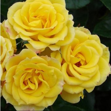 Rose 'Laura Ford' - Climbing Rose