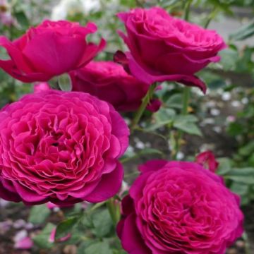 Rose 'Pure Poetry' - Hybrid Tea Rose