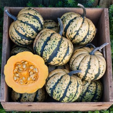 Winter Squash 'Sweet Dumpling'