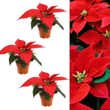 Mini 'Christmas Star' RED Poinsettia Plants - Pack of THREE