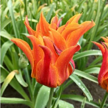 Tulip Campbell - Pack of 6
