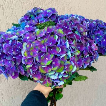 Hydrangea macrophylla 'Charlotte Blue'- Large Flowered Mophead Hydrangea