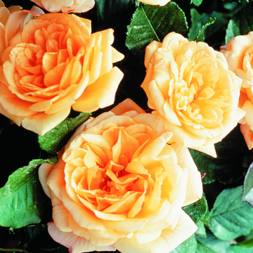 Rose 'Reach for the Stars' - Climbing Rose 