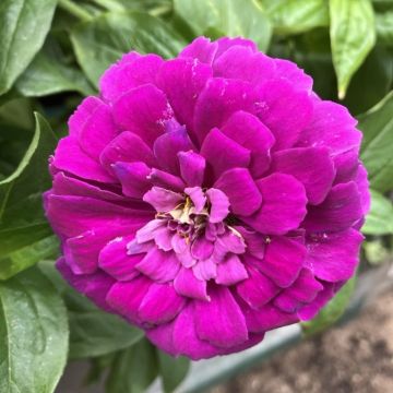 Zinnia Purple Paradise