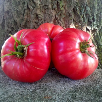 Tomato Plant 'Rosa de Perales'