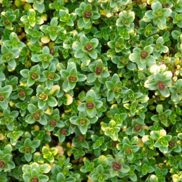 Variegated Thyme Herb - Thymus citriodorus ‘Doone Valley’