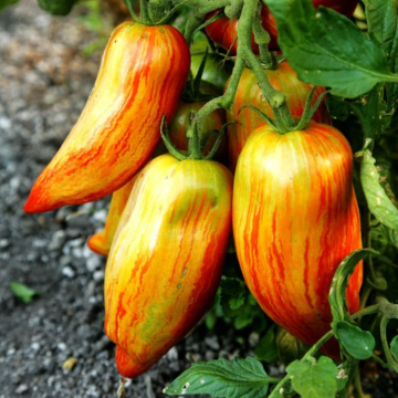 Tomato Plant 'Roman Striped'