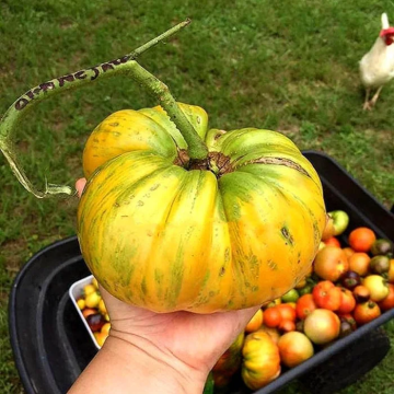 Tomato Plant 'Orange Jazz'
