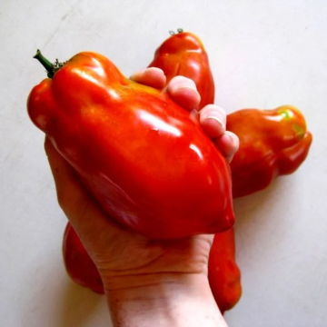 Tomato Plant 'Jersey Giant'