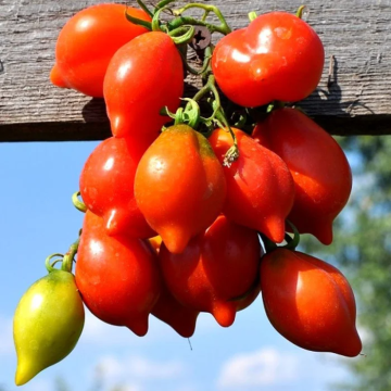 Tomato Plant 'Mountain Vesuvius'