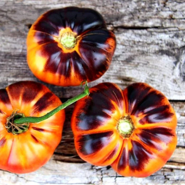 Tomato Plant 'Afternoon Delight'