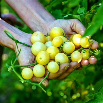 Tomato Plant 'Napa Chardonnay'