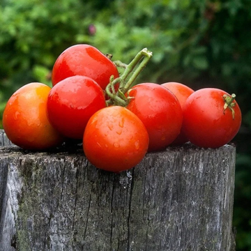 Tomato Plant 'Denis'
