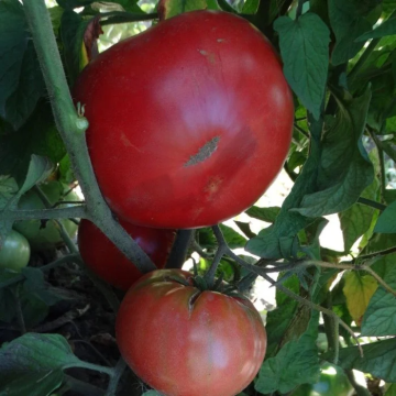 Tomato Plant 'African Queen'