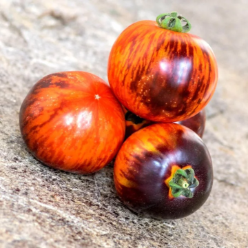 Tomato Plant 'Antho Striped Dwarf'