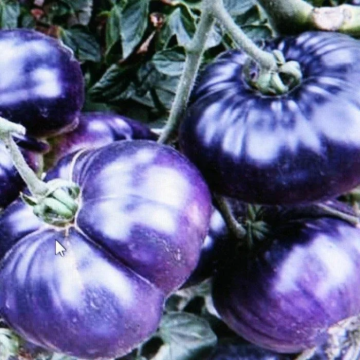 Tomato Plant 'Purple Marvel'