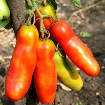 Tomato Plant 'Lady Fingers'