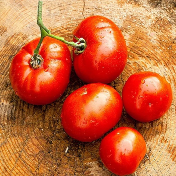 Tomato Plant 'Red Rooster'