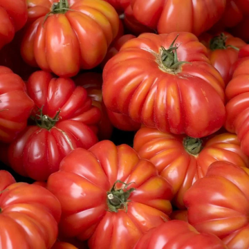 Tomato Plant 'Costoluto Genovese sel Valente'