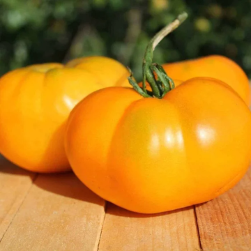 Tomato Plant 'Kellogg's Breakfast'