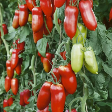 Tomato Plant 'Nectar'