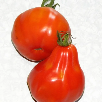 Tomato Plant 'Princess Turandot'