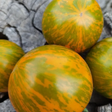 Tomato Plant 'Cote D'zebra'