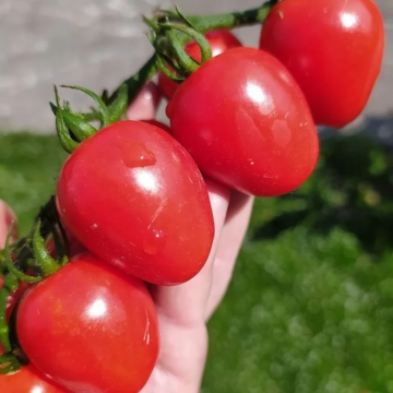 Tomato Plant Gardener's Sweetheart'