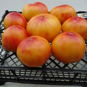 Tomato Plant 'Pineapple'