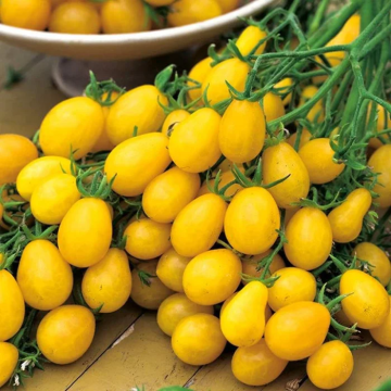 Tomato Plant 'Ildi'