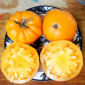 Tomato Plant 'Hawaiian Pineapple'