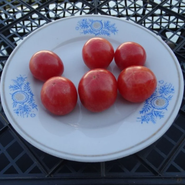 Tomato Plant 'Cherriots of Fire'