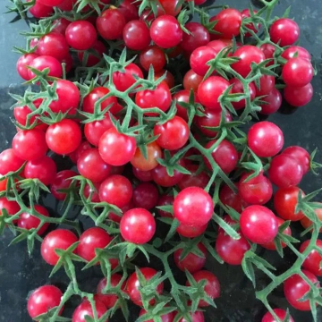 Tomato Plant 'Cherry-Cherry'