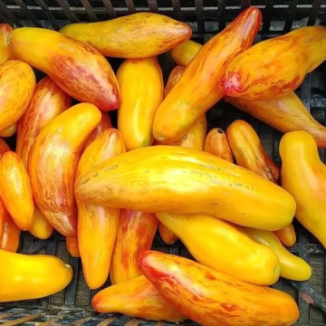 Tomato Plant 'Yellow Tulip'