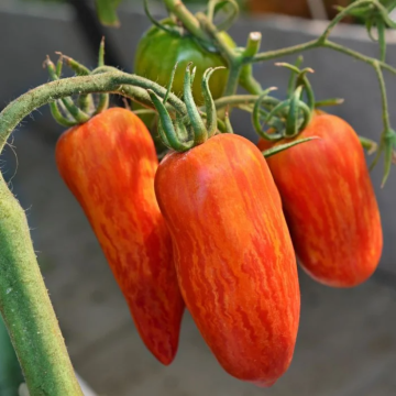 Tomato Plant 'Spark Flame'