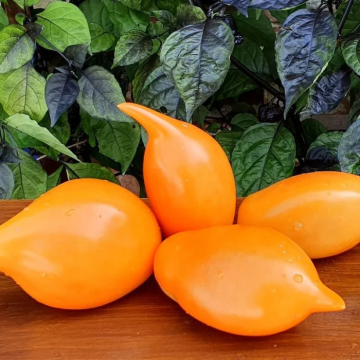 Tomato Plant 'Pinnochio'