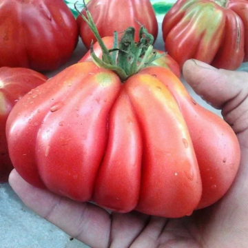 Tomato Plant 'Sharpei'