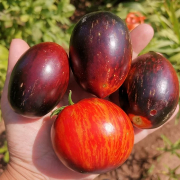 Tomato Plant 'Gargamel'