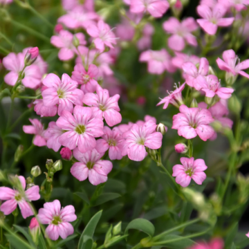 Gypsophila repens 'Filou Rose'