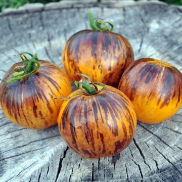 Tomato Plant 'Ussuri Tiger'