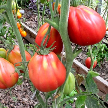 Tomato Plant 'Red Figs'