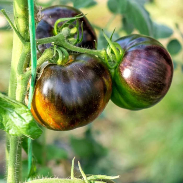 Tomato Plant 'Cosmic Eclipse'