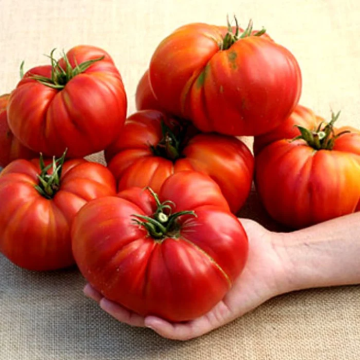 Tomato Plant 'Church'