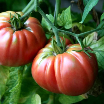 Tomato Plant 'Giant Belgium'