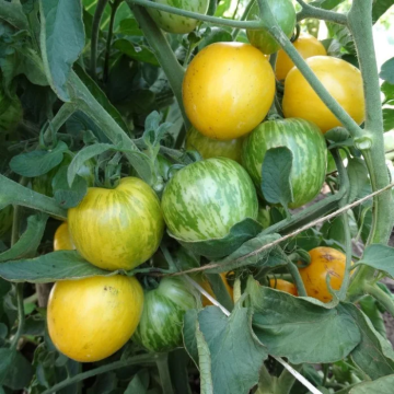 Tomato Plant 'Butter Apple'