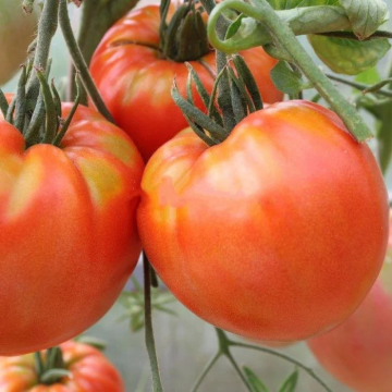 Tomato Plant 'King Kong'