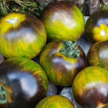 Tomato Plant 'Zebra Green'