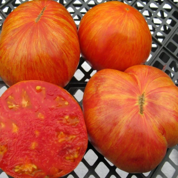 Tomato Plant 'Beauty King'