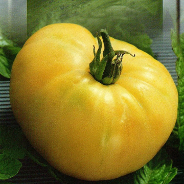 Tomato Plant 'Cherry White'