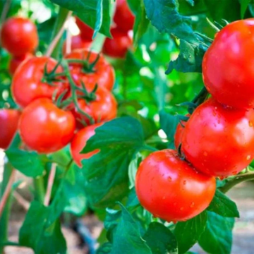 Tomato Plant 'Gardener's Dream'